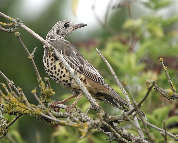 mistle thrush